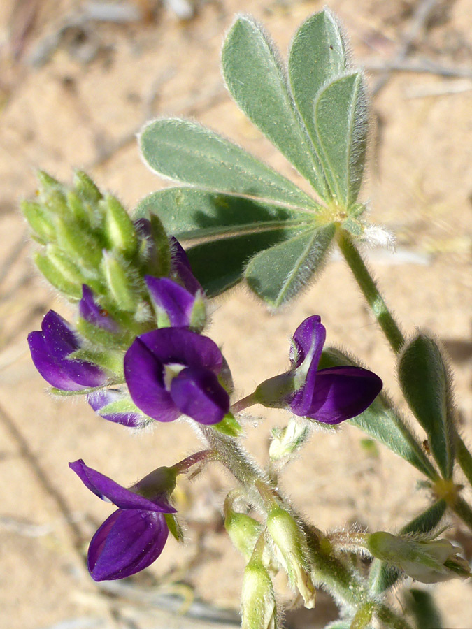 Flowers and leaves