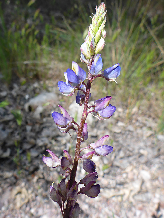 Vertical inflorescence