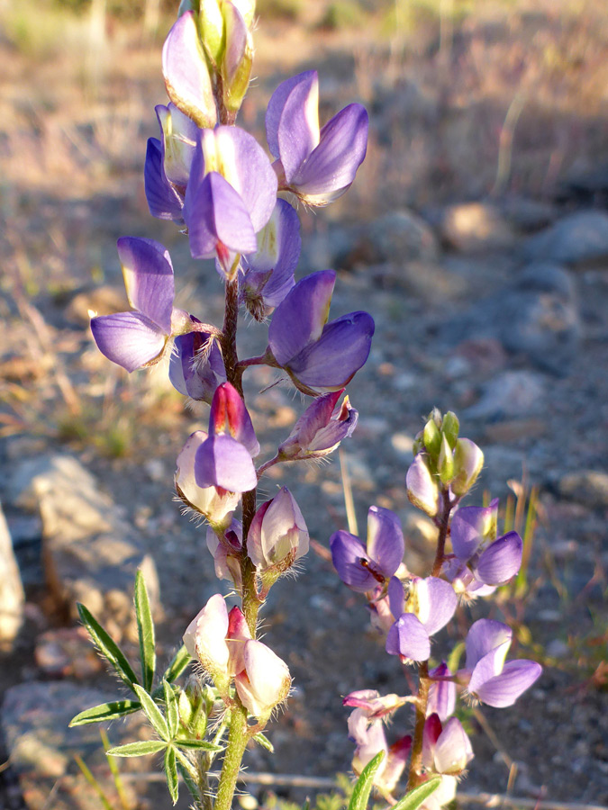 Flowering stems