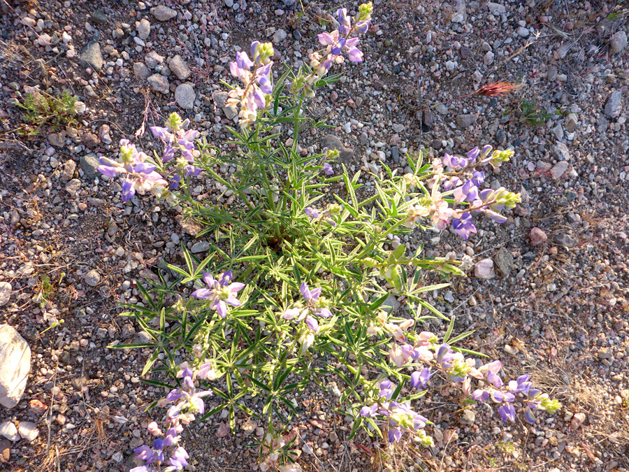 Stems and leaves