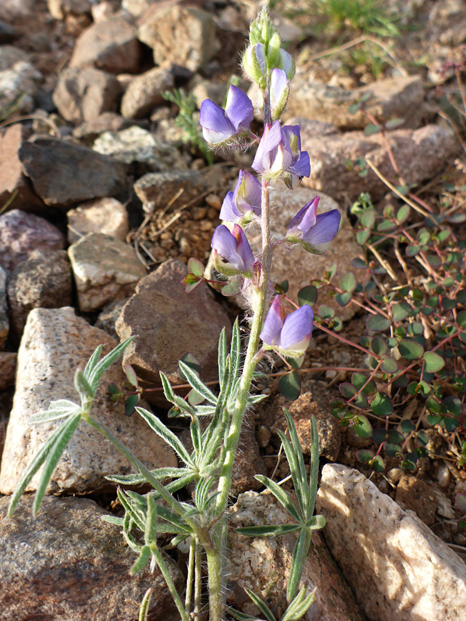 Flowers and buds