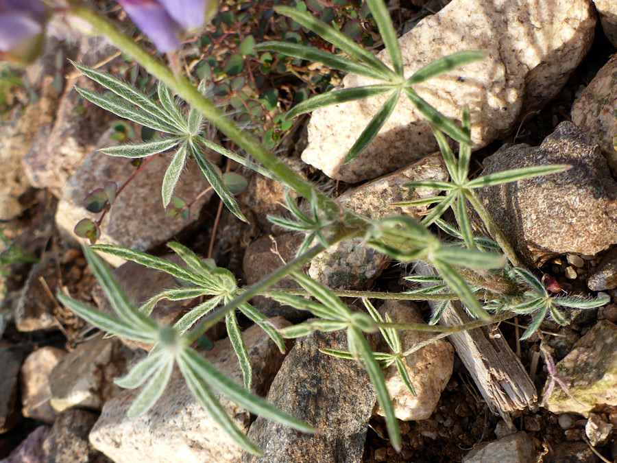 Basal leaves