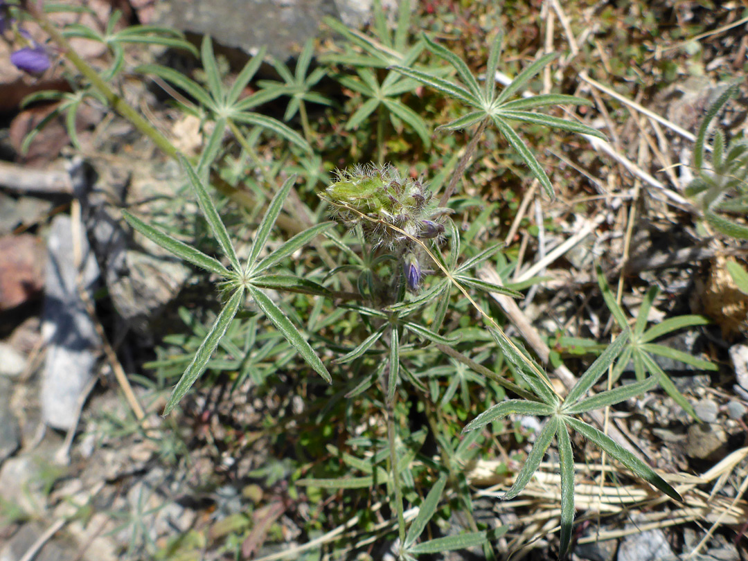 Slender leaflets