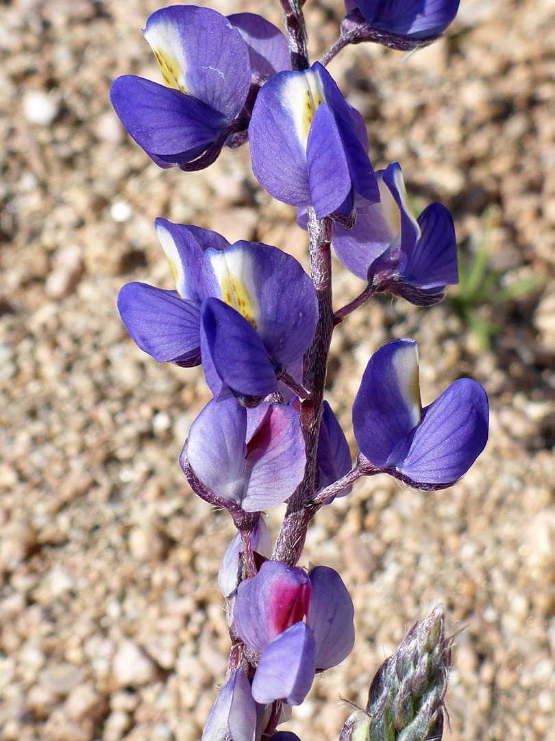 Elongated inflorescence