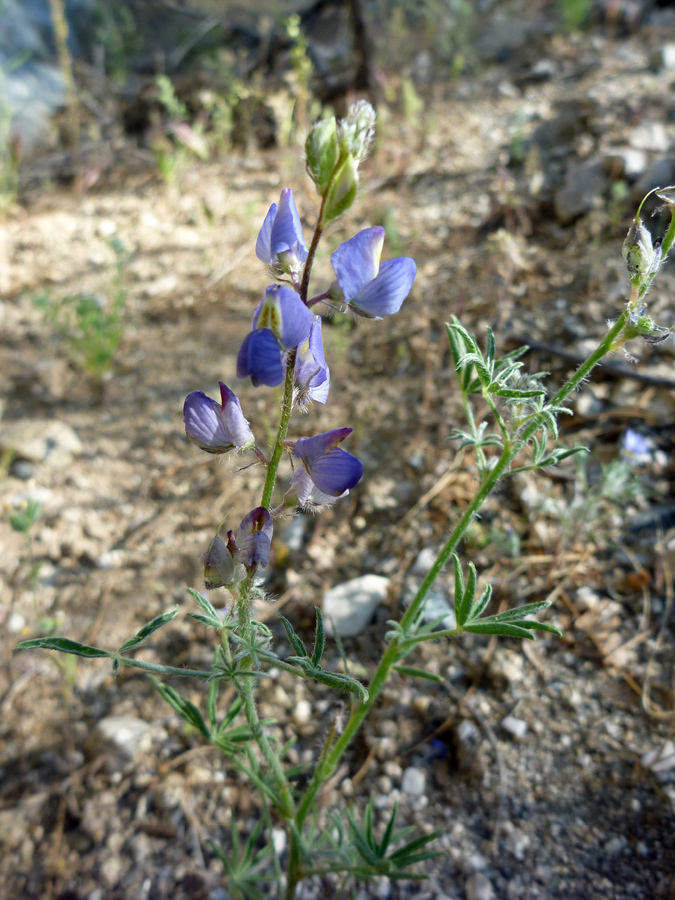 Two stems