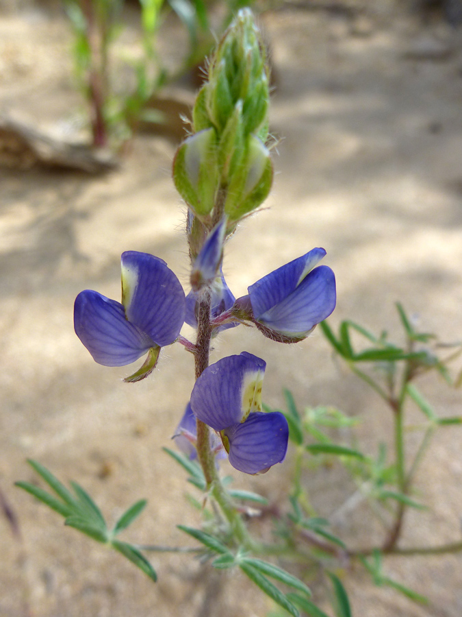 Buds and flowers