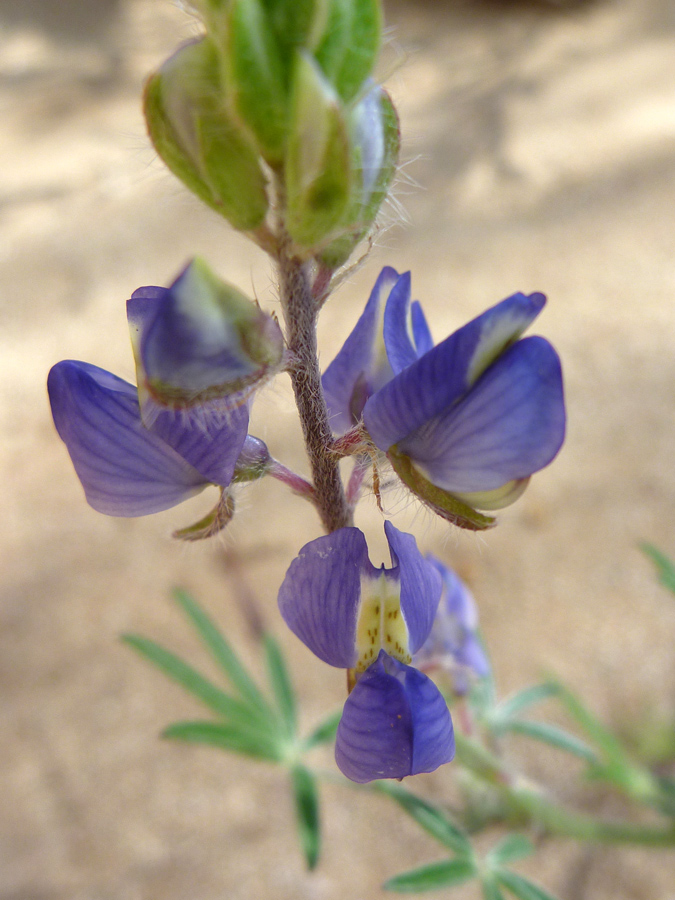 Banner petal