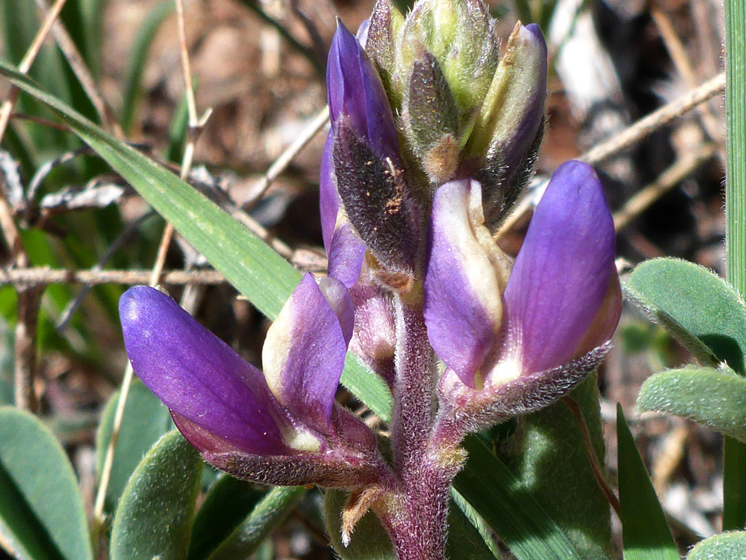 Developing inflorescence