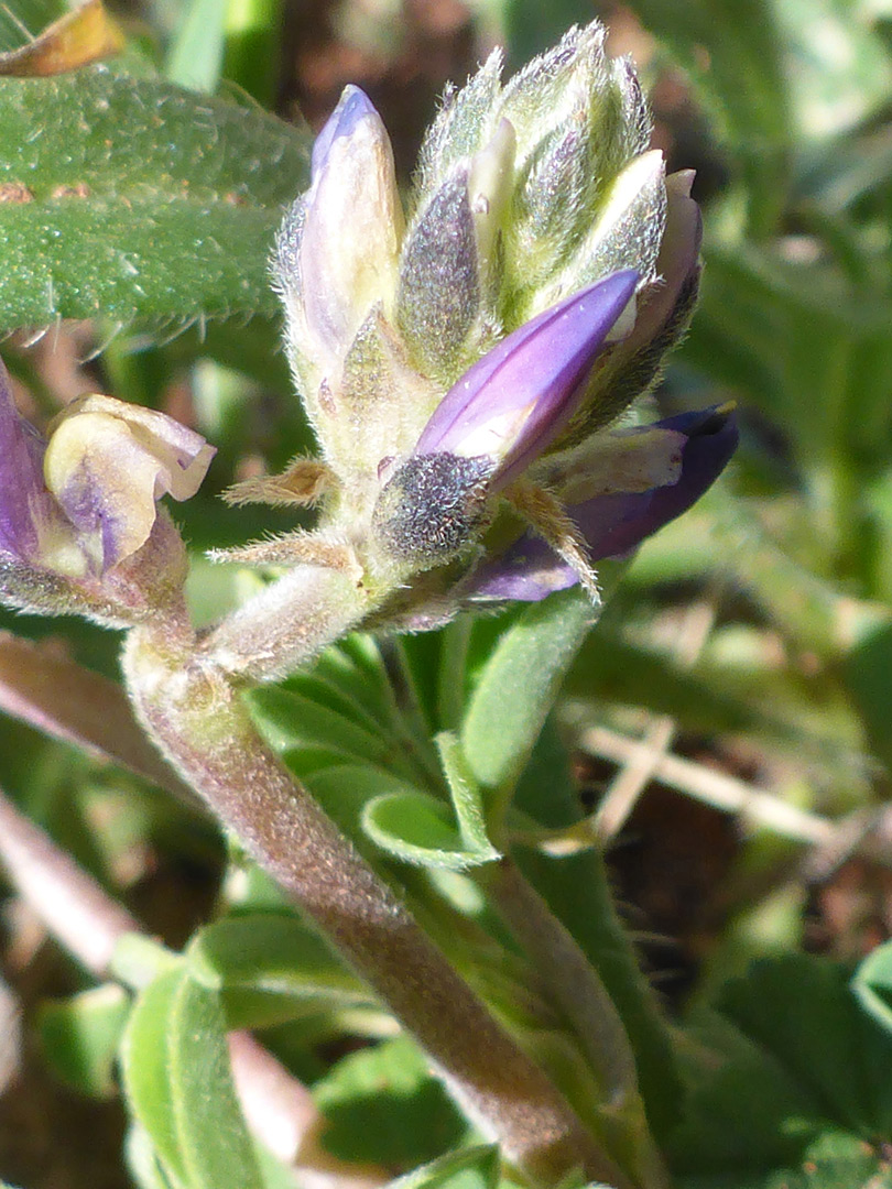 Hairy calyces