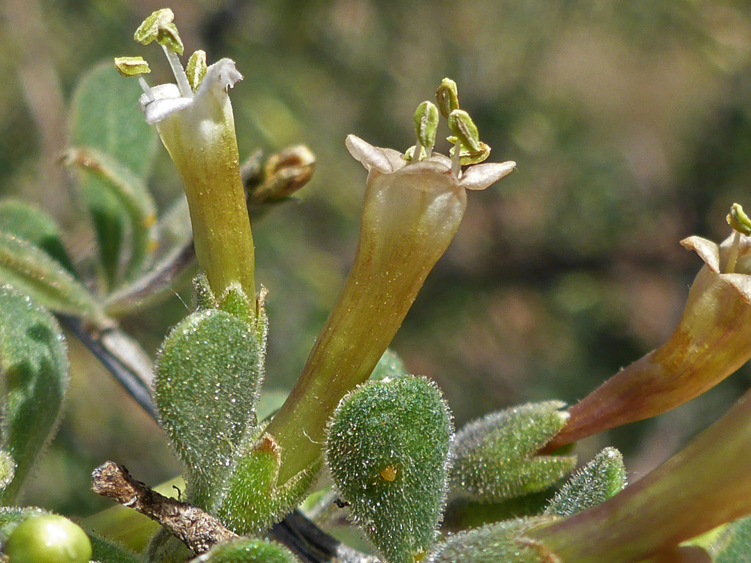 Leaves and flowers