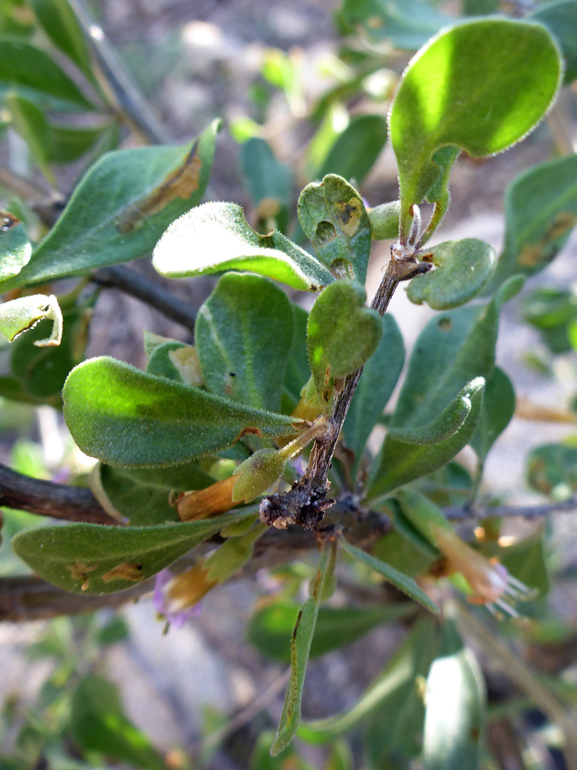 Sparsely-hairy leaves