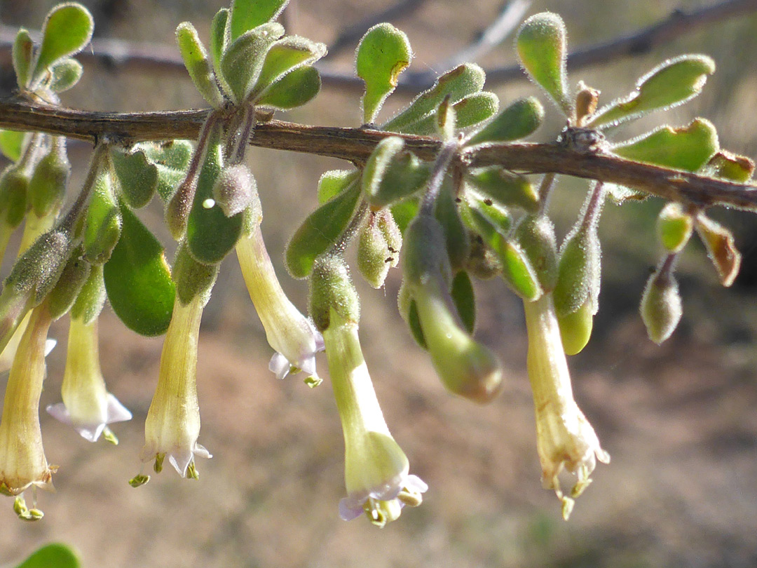 Flowers and leaves