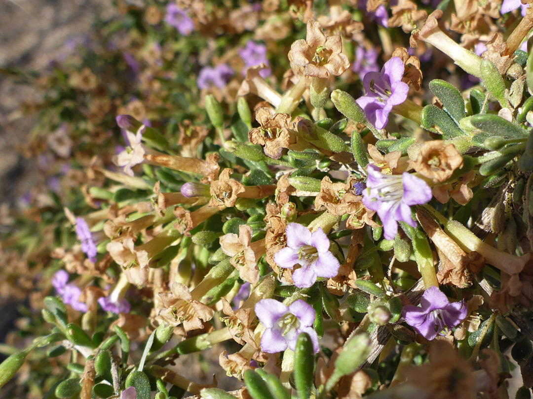 Withered flowers