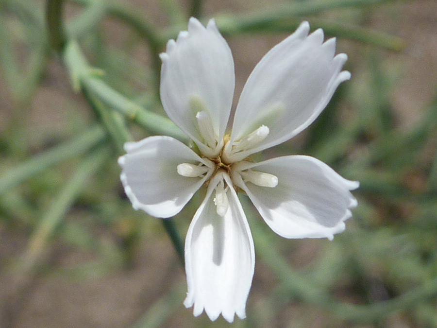 Immature flower