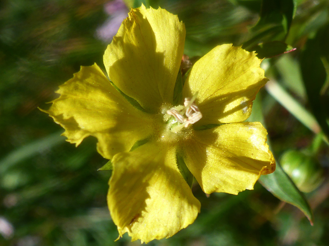 Yellow flower