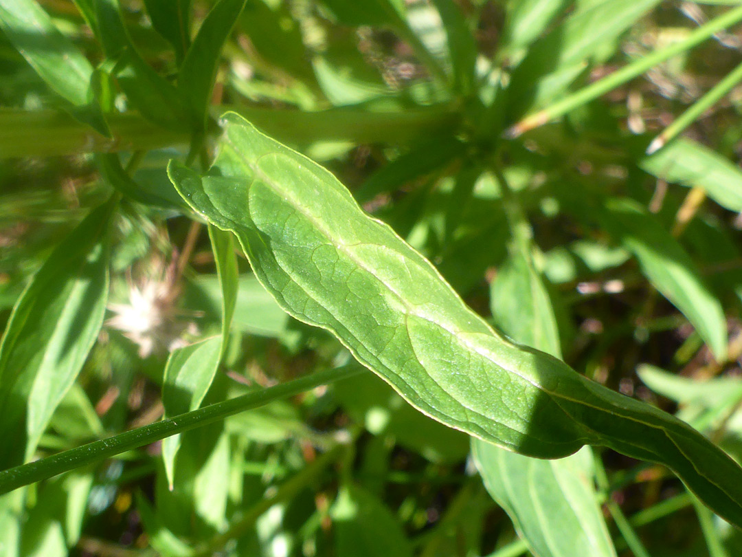 Prominently-veined leaf