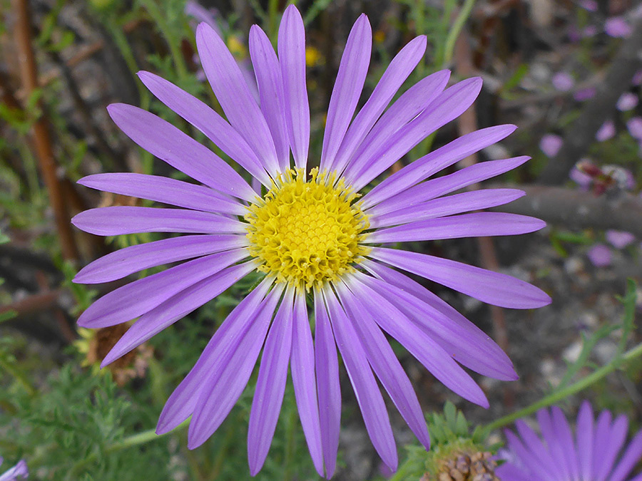 Purple and yellow flowerhead