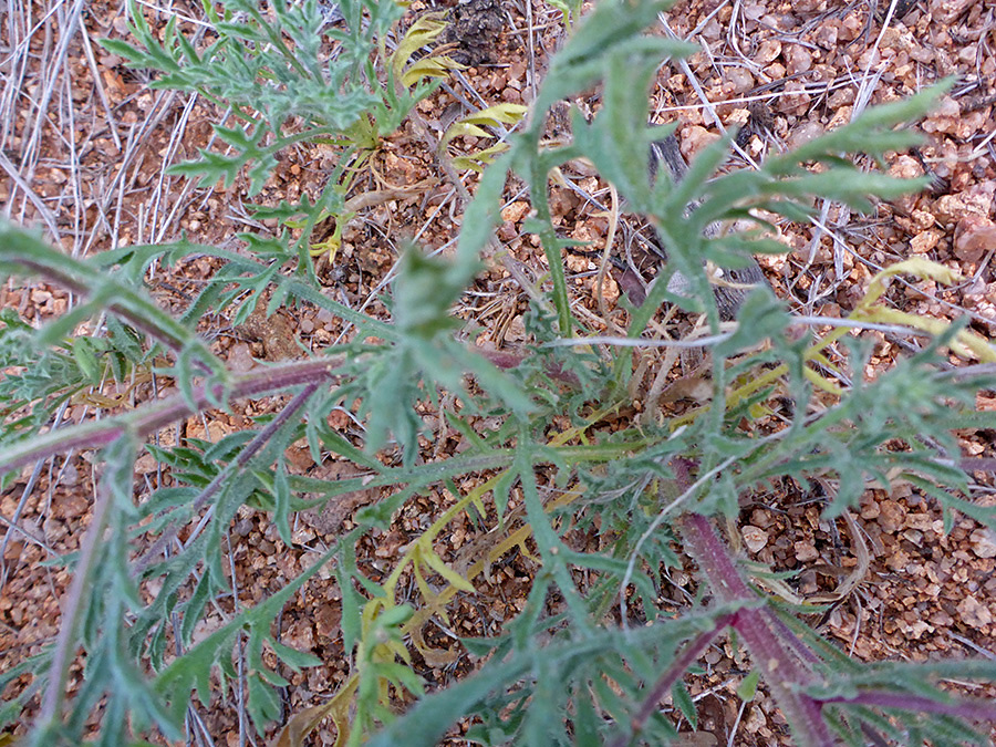 Basal leaves