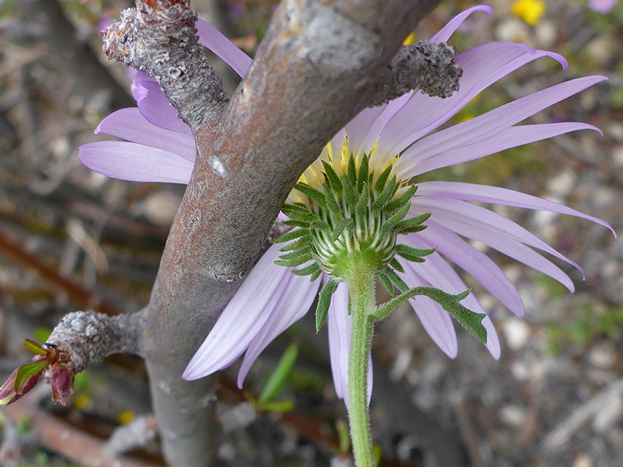 Green, recurved phyllaries