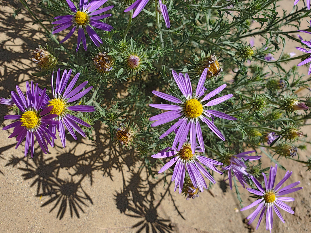 Leaves and flowerheads