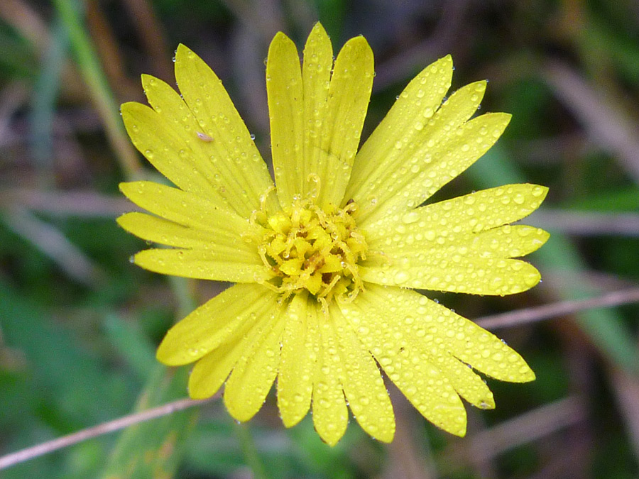 Yellow flowerhead