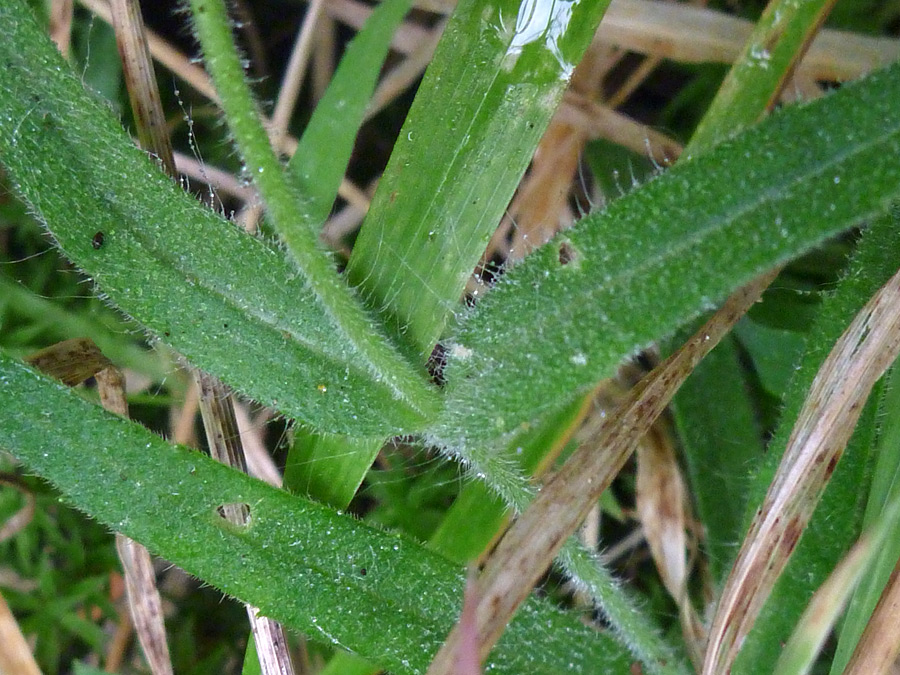 Leaves and stem