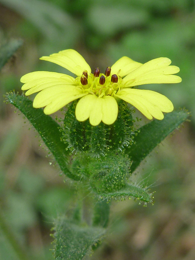 Sticky, glandular involucre