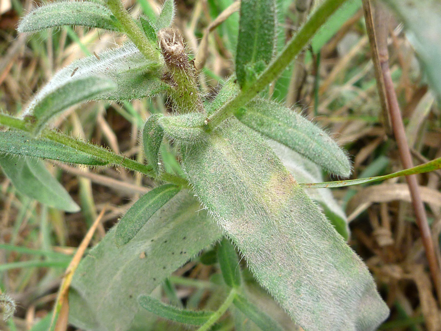 Broad, hairy leaves