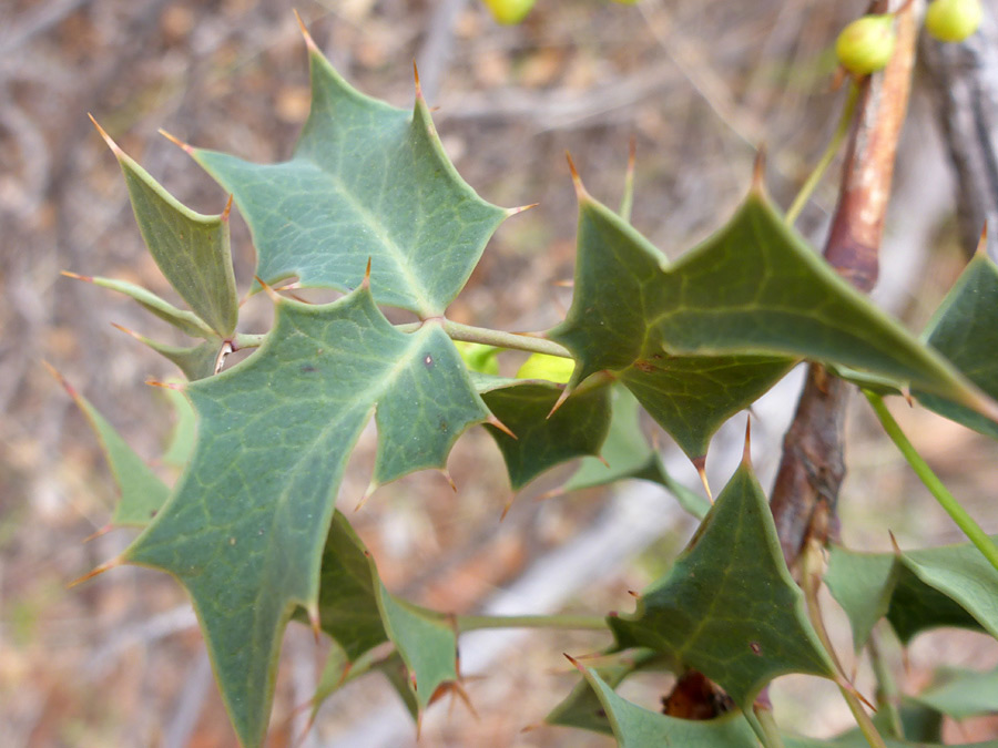 Brown leaf spines