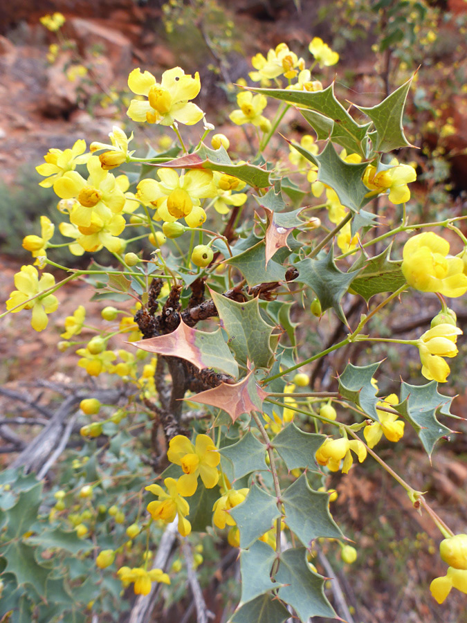 Leaves and flowers