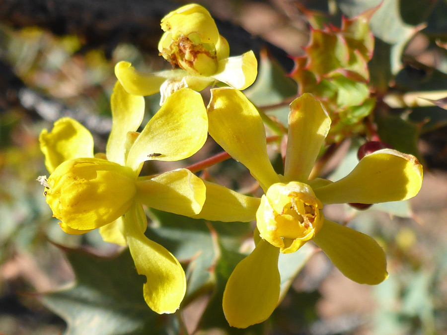 Three flowers