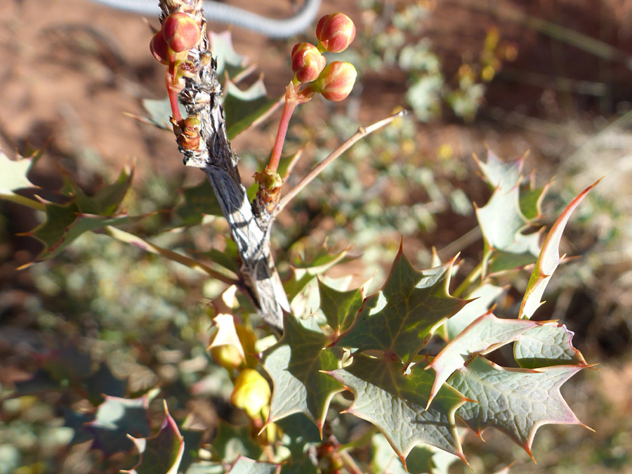 Spiny leaves