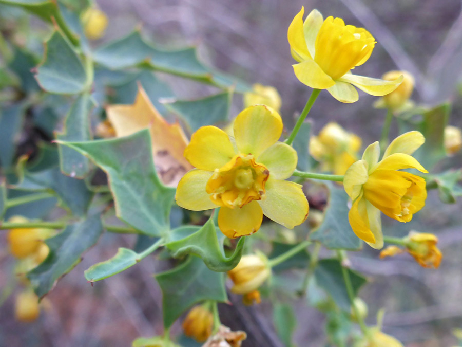 Withering flowers