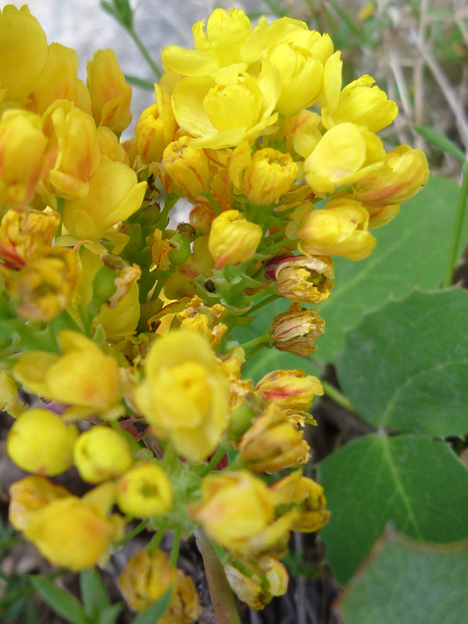 Cluster of small flowers