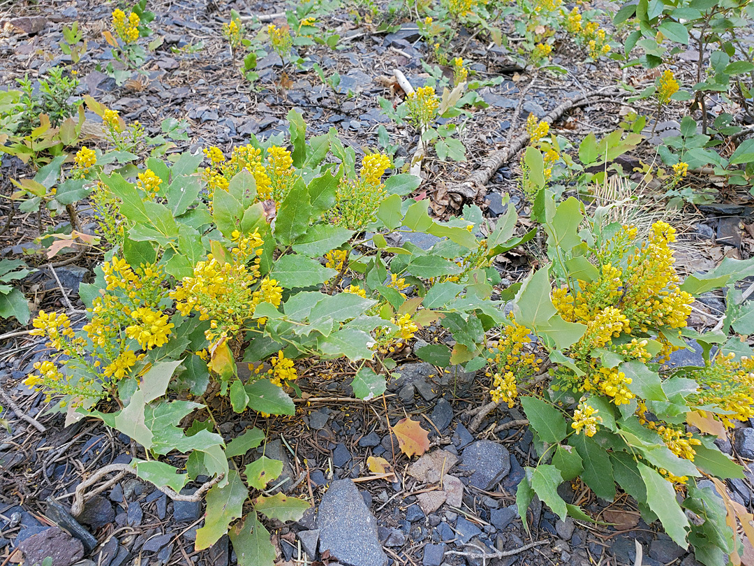 Many plants