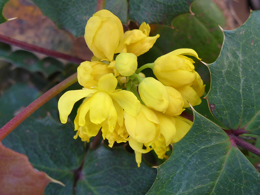 Flower cluster