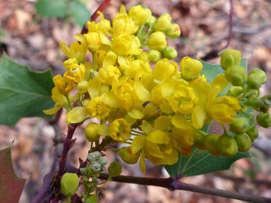 Yellow flowers