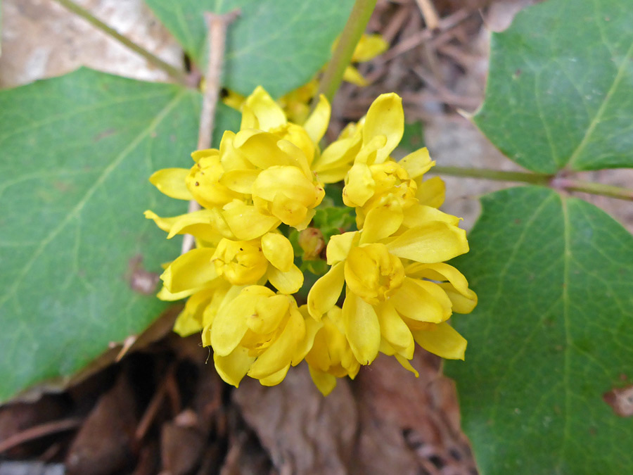 Spherical cluster