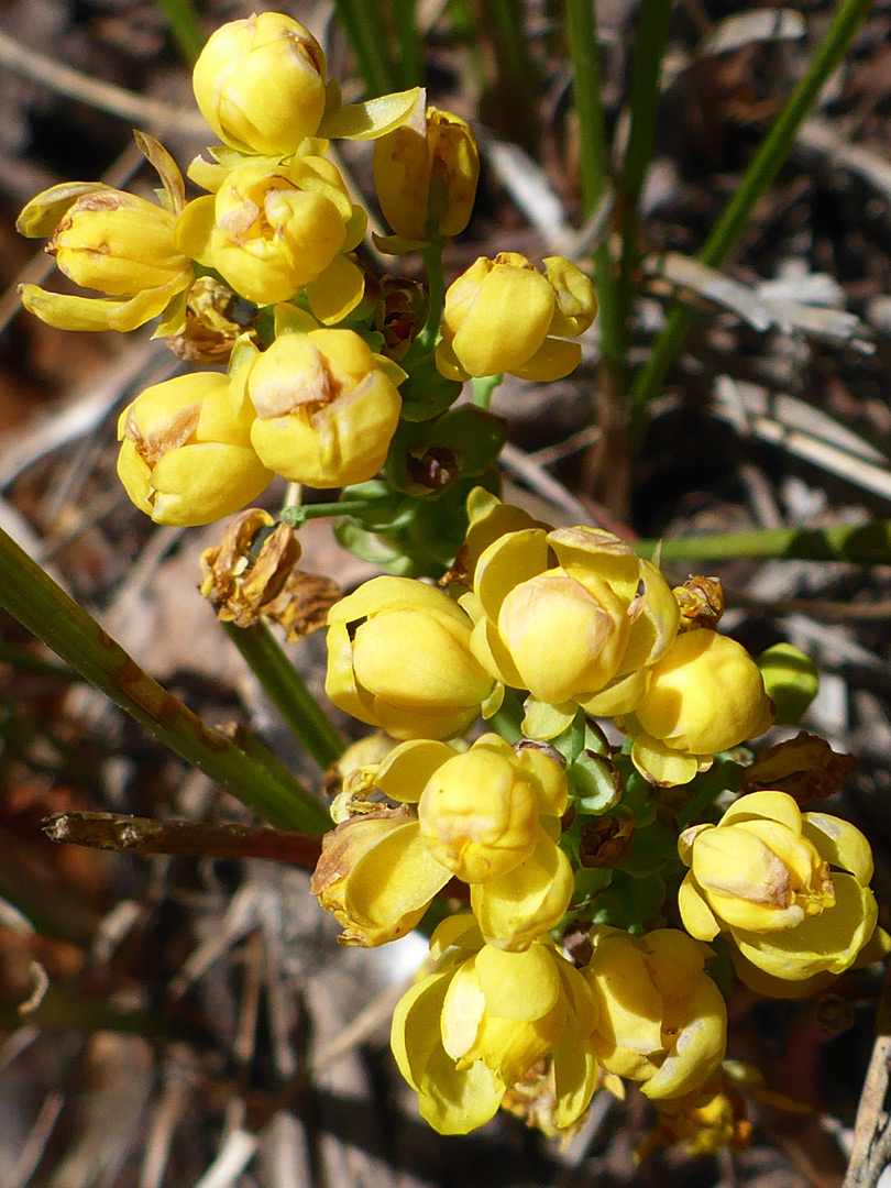 Flowers starting to wither