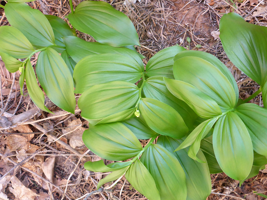 Large leaves