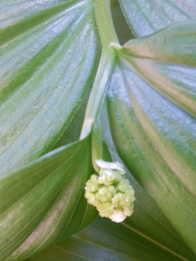 Inflorescence