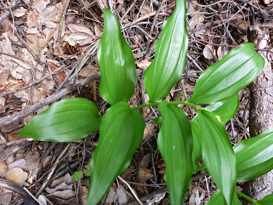 Shiny leaves