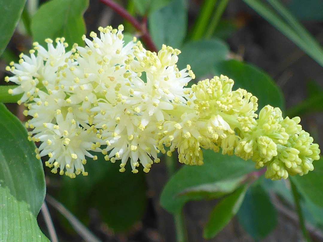 Developing inflorescence