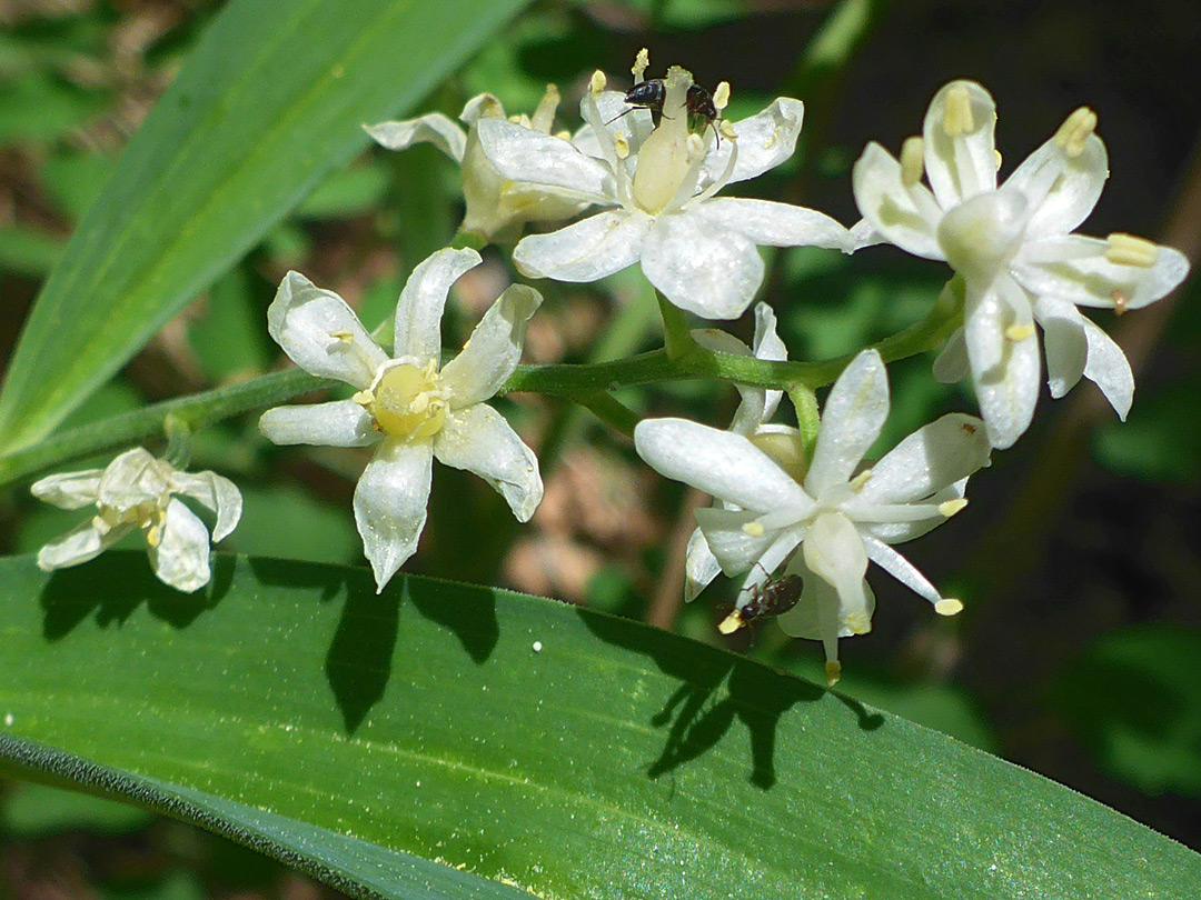 White-petalled flowers