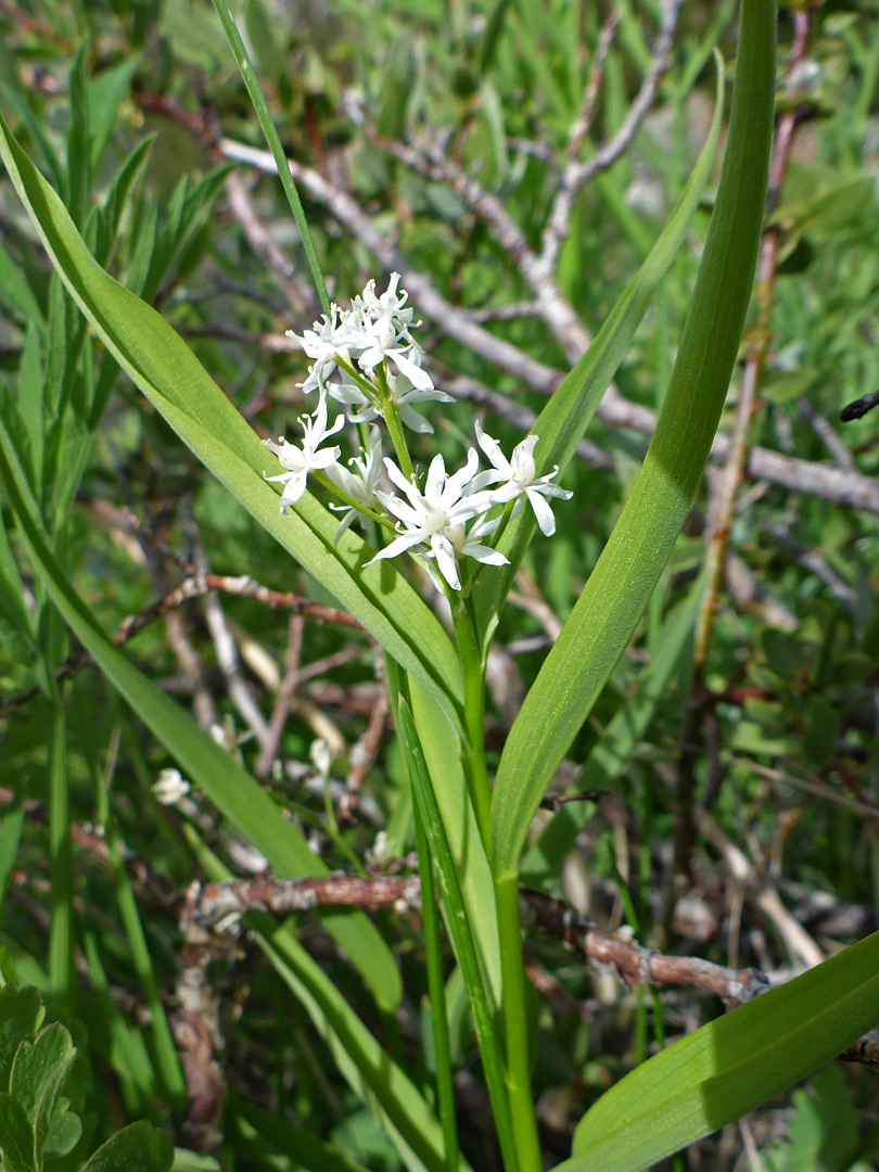 Flowers and leaves