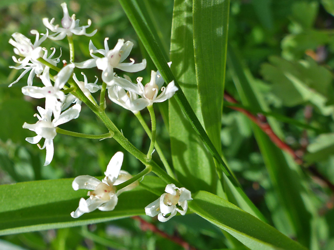 White flowers