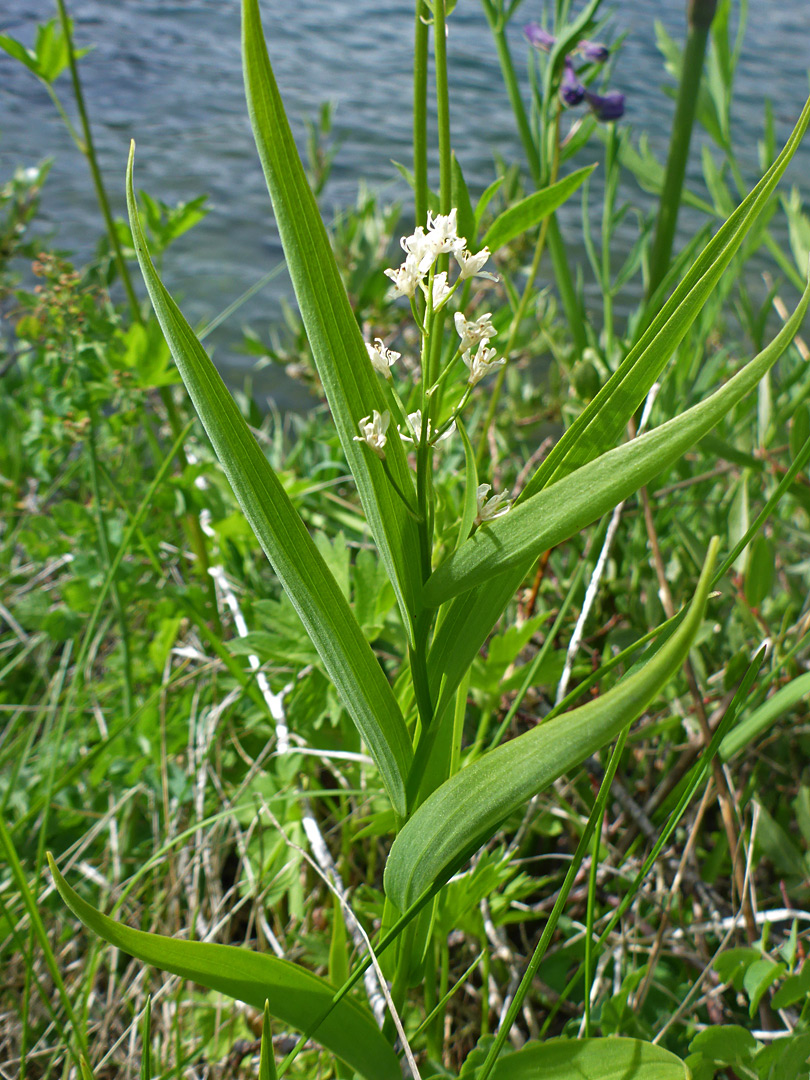 Parallel-veined leaves