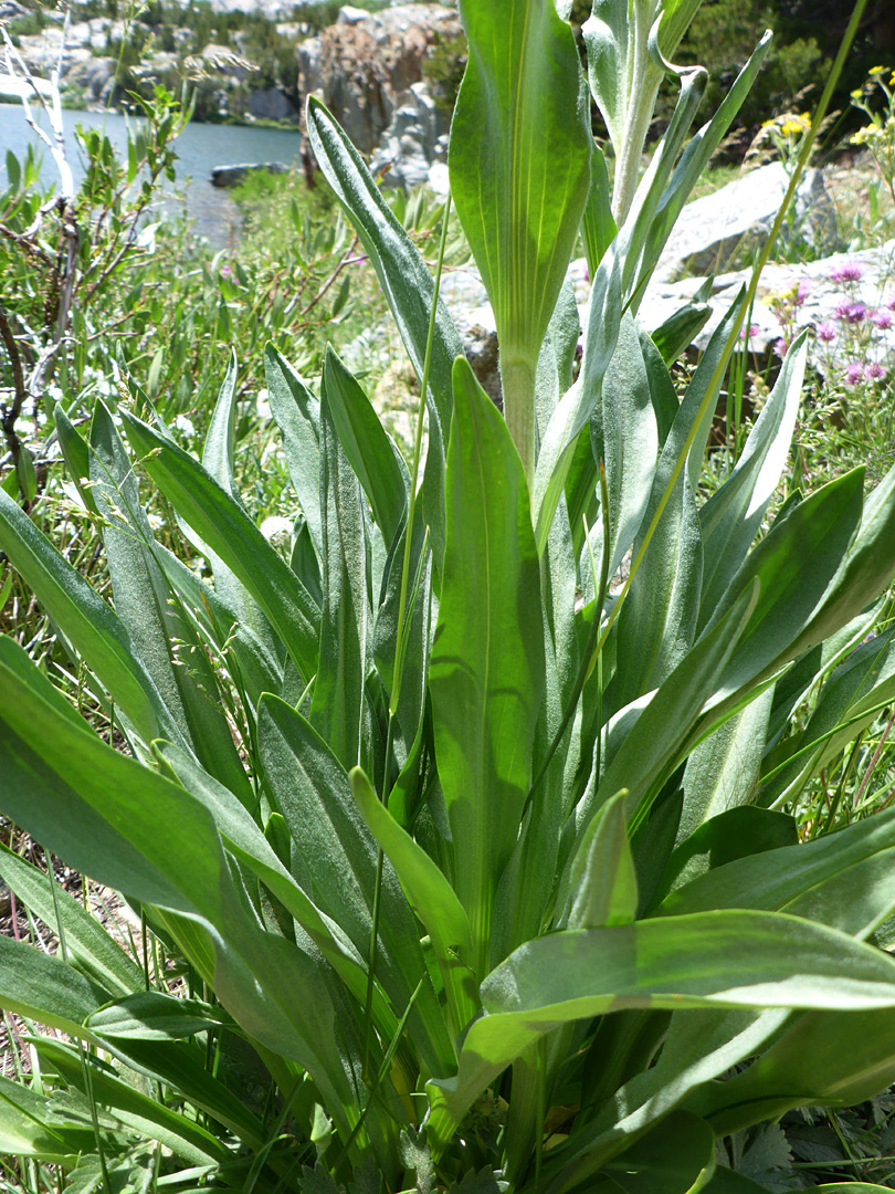 Foliage