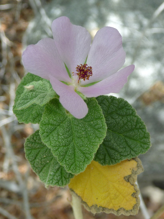 Five-petaled flower