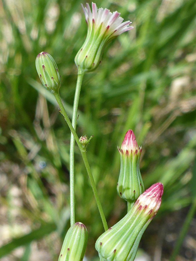 Buds and flowerheads